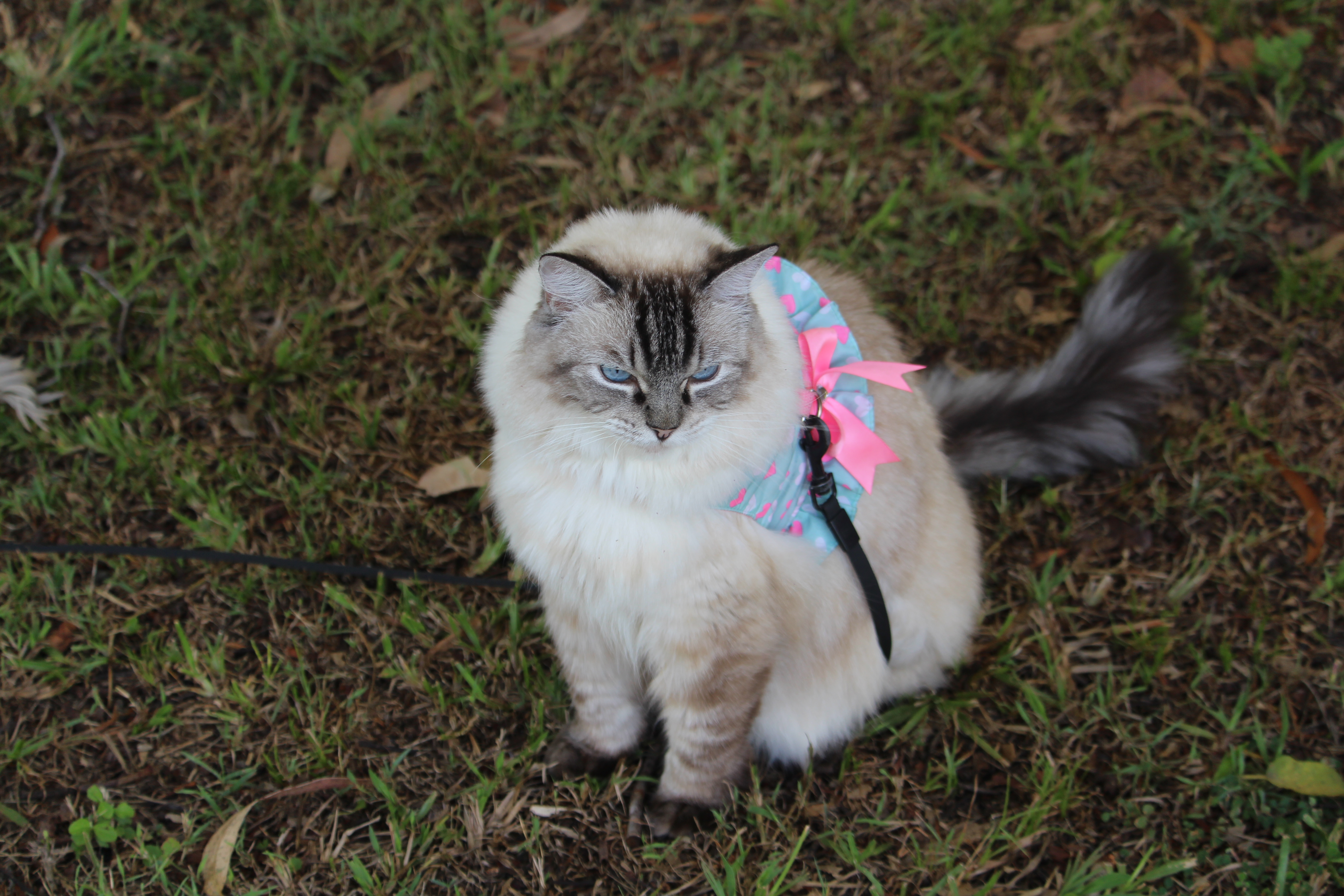 Here's Kitty Nomad, Misty-Rose, wearing her soft harness and retractable lead.