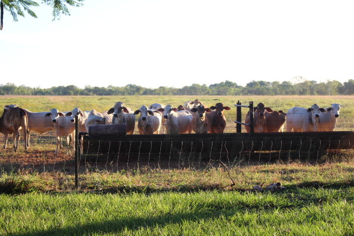 Exploring the Northern Territory: Katherine and Surrounds.