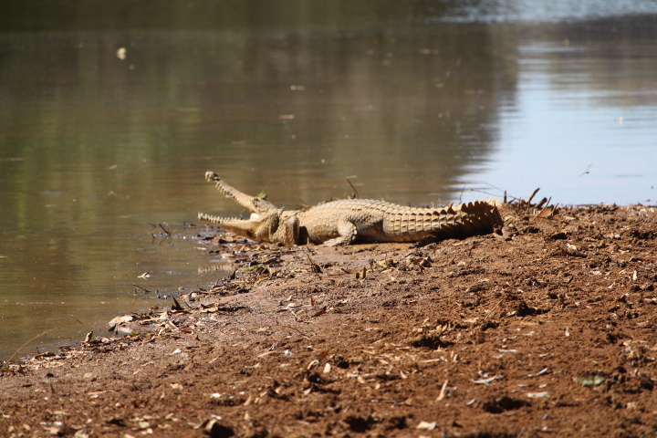 The Kimberley: Visit Geikie Gorge, Windjana Gorge and Tunnel Creek.