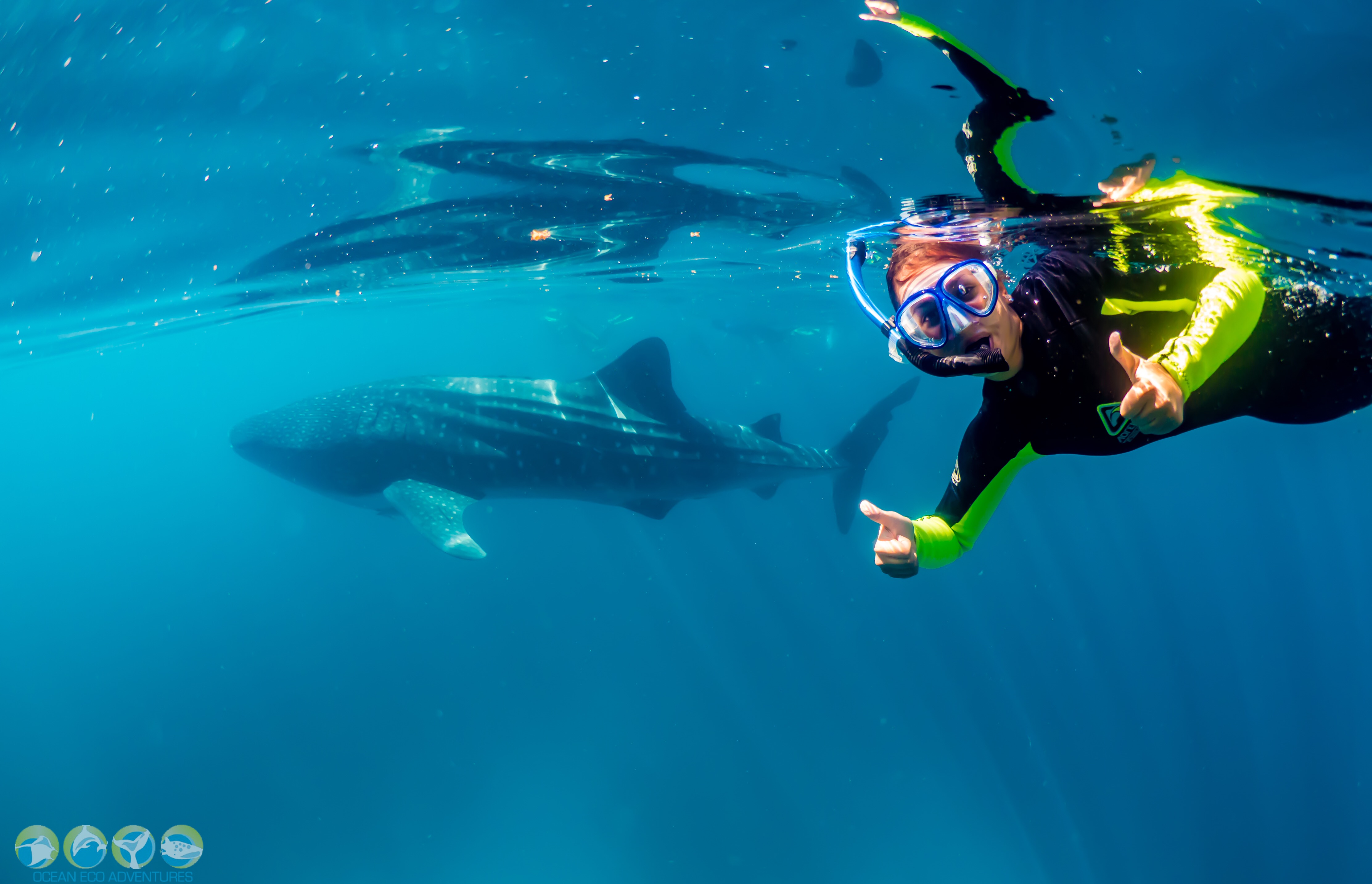 Review Of Ocean Eco Adventures Whale Shark Tour, Exmouth Western Australia