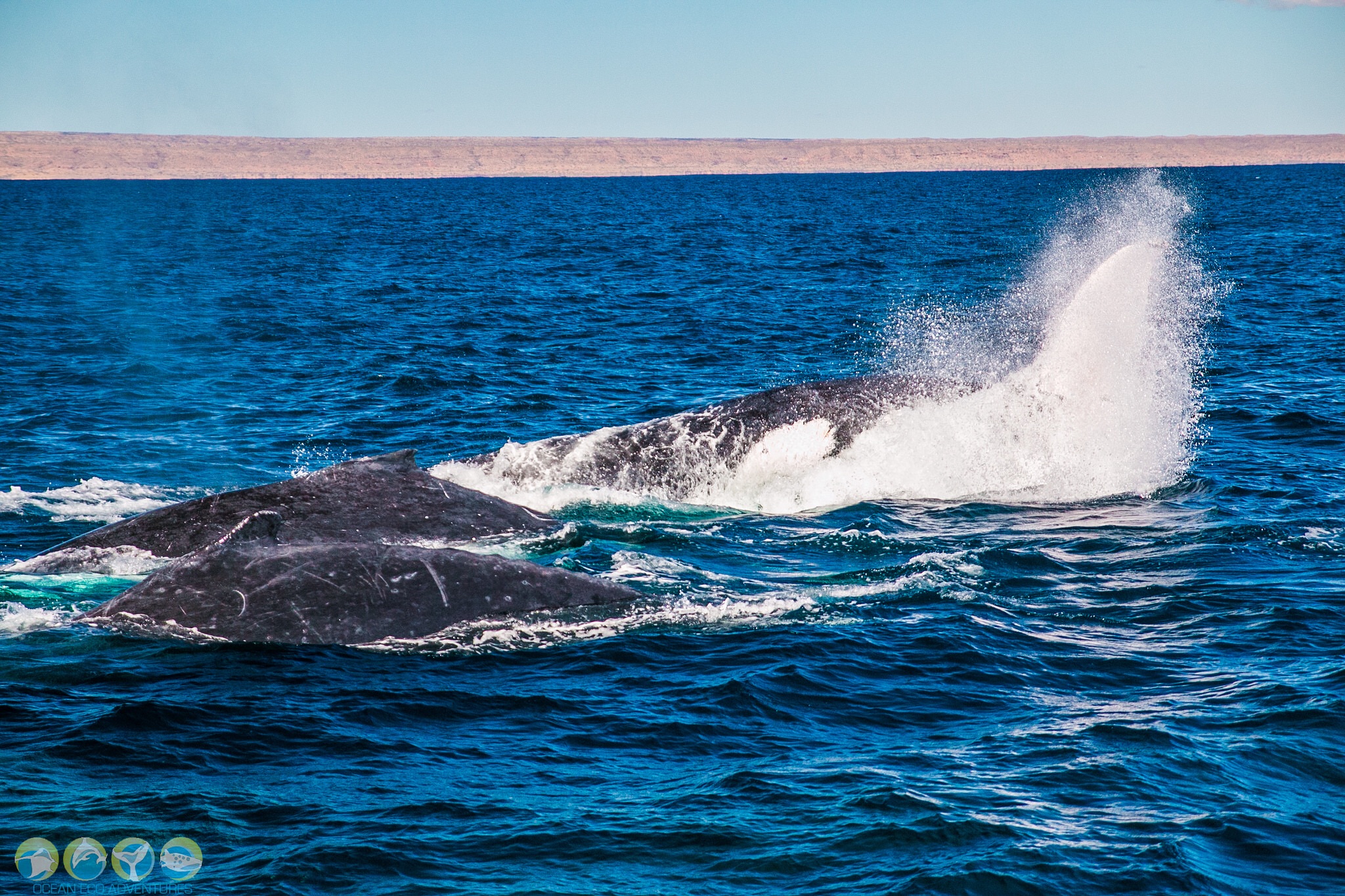 Review Of Ocean Eco Adventures Whale Shark Tour, Exmouth Western Australia.