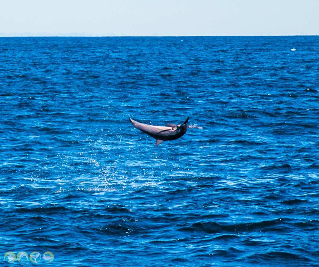 Review Of Ocean Eco Adventures Whale Shark Tour, Exmouth Western Australia.