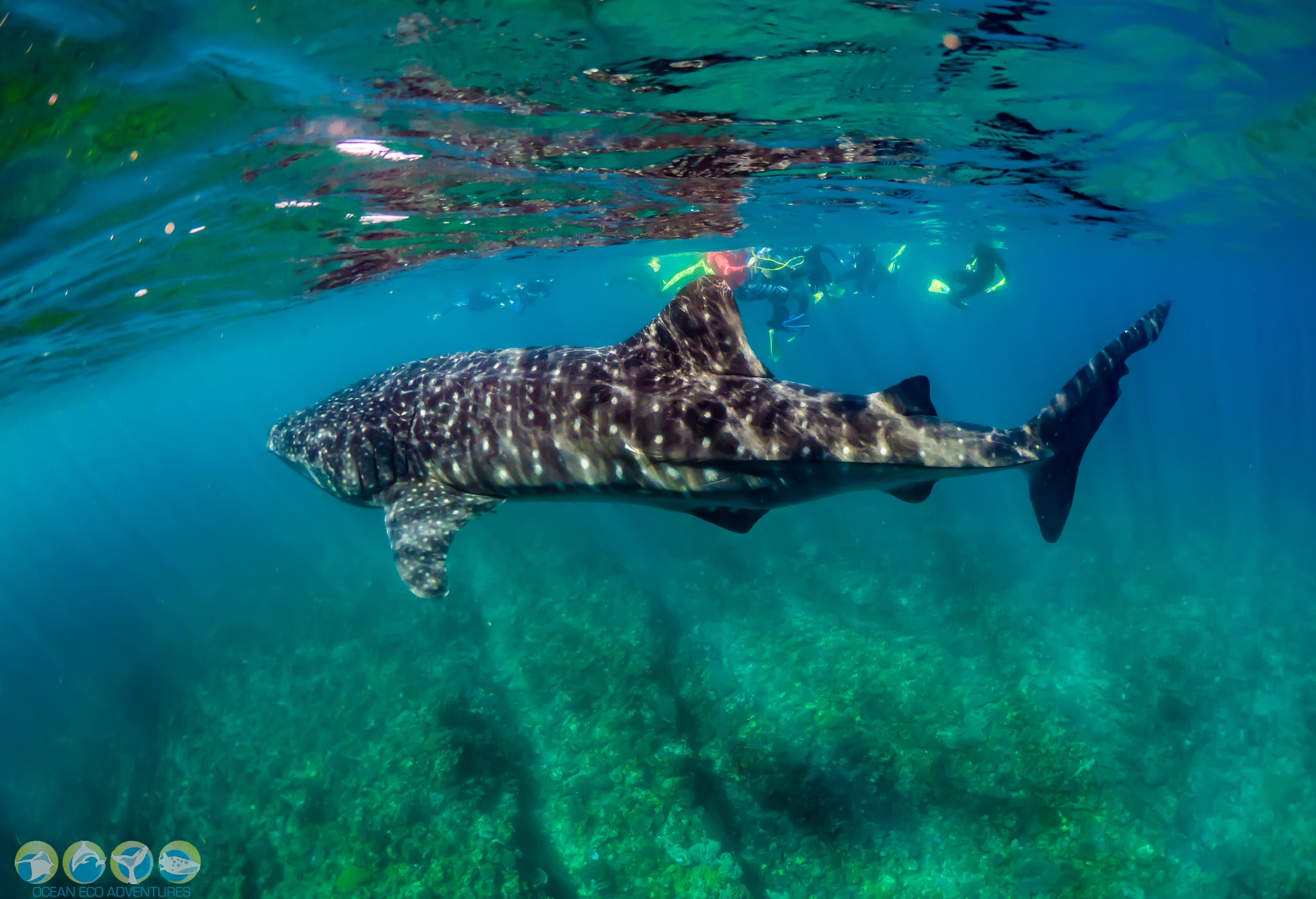 Review Of The Ocean Eco Adventures Whale Shark Tour, Exmouth Western Australia.