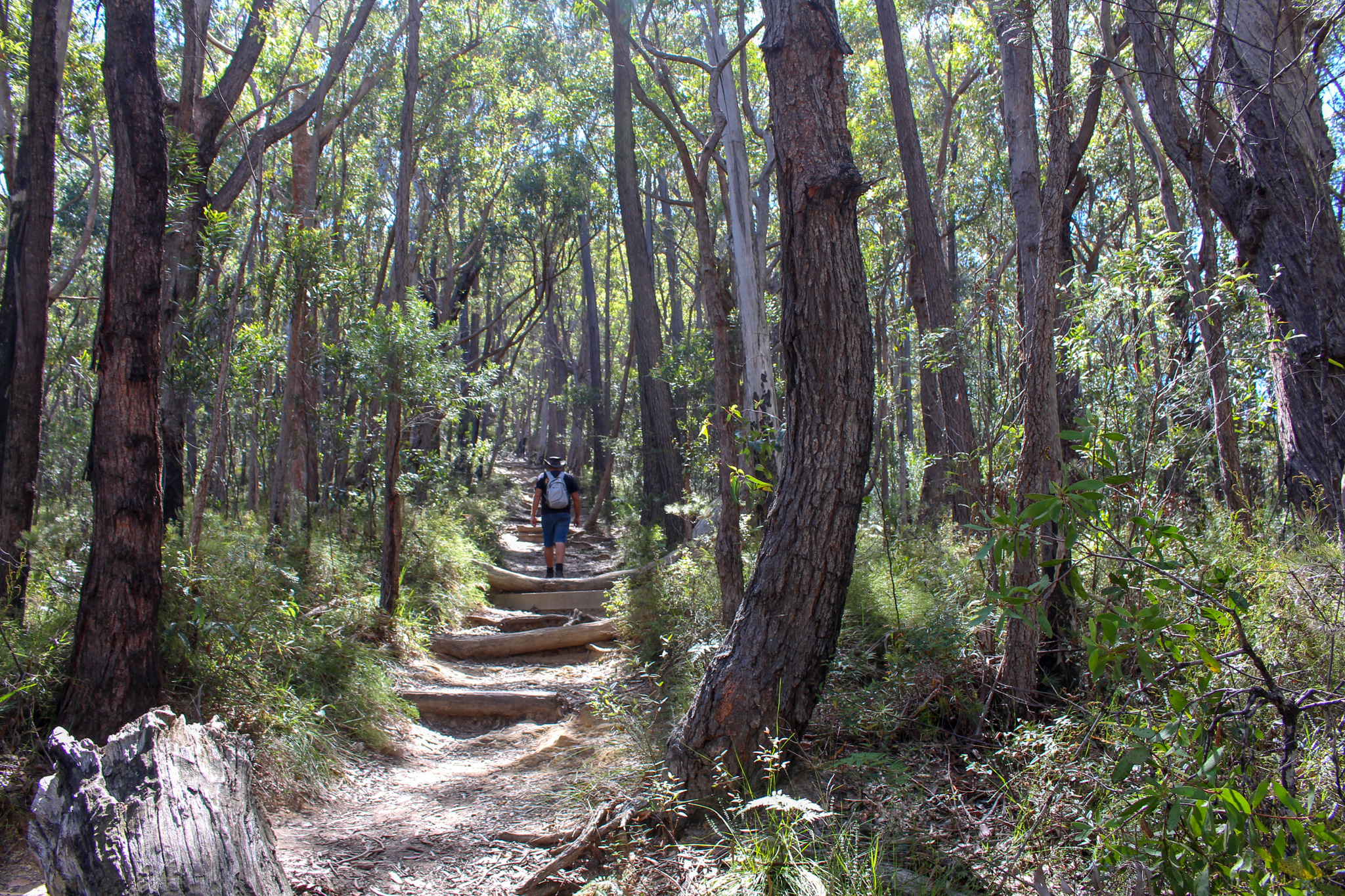 Pigeon House Mountain Didthul walking track