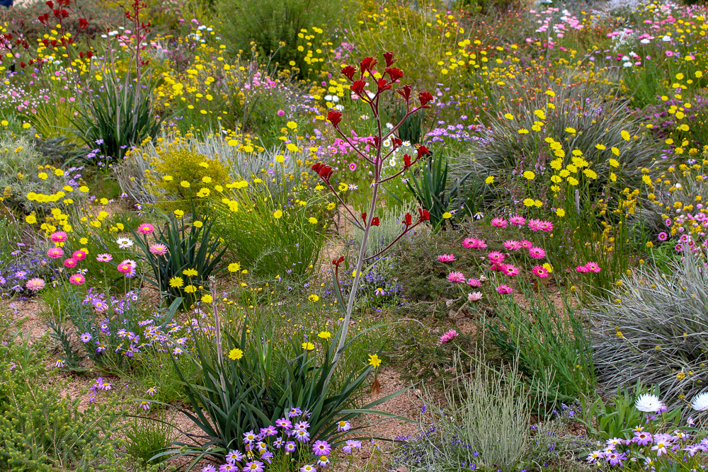 Wildflowers in Botanic Garden Perth