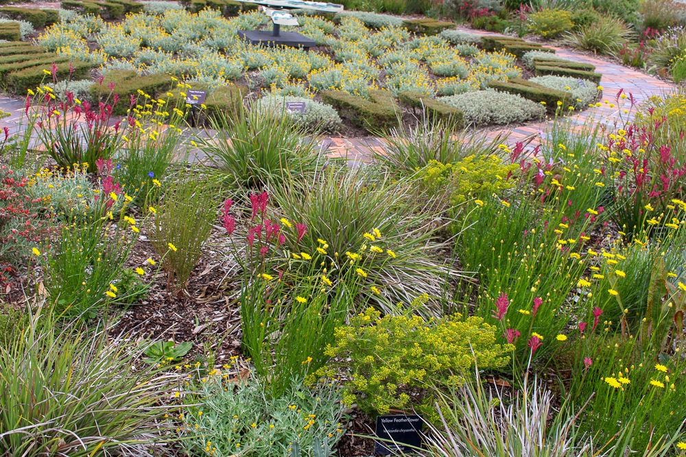Wildflowers at Botanic Gardens Perth