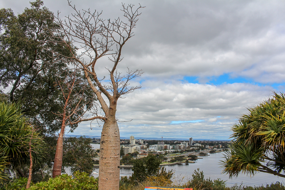 Large Boab tree and view of Swan River, Perth