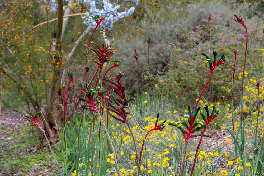 Wildflowers in Botanic Gardens, Perth