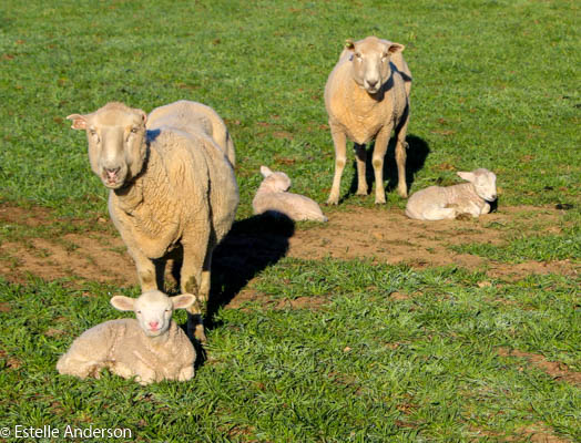 2 ewes and 3 lambs