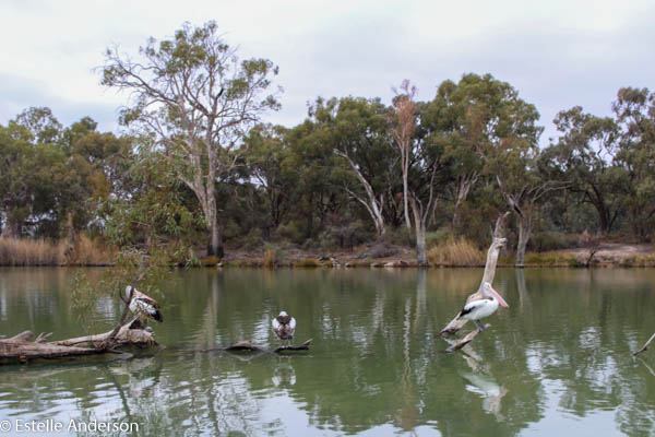 Darling River - Broken Hill Road Trip